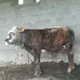 öküz