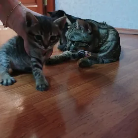 Котята