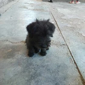 köpek