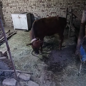 öküzçe