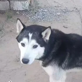 собака