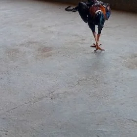 Baýso