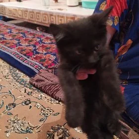 pişik