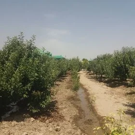 mellek