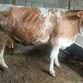 SIMENTAL GOLELI SYGYR