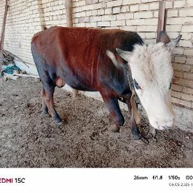 okuzce