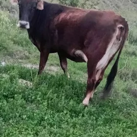 goleli sygyr