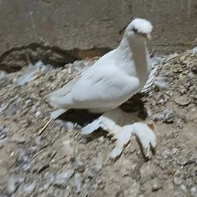 kepderi