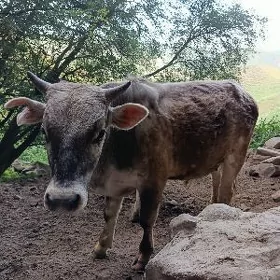 okuzçe