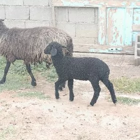 Guzyly Goyyn