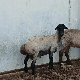IŞŞEK GUROT GOÇ
