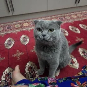 шотландские кошка