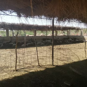 Guzular
