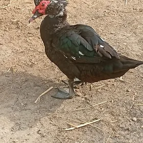 Ýaşyl baş