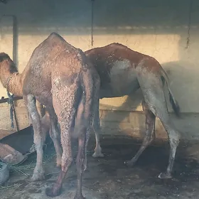Düÿe