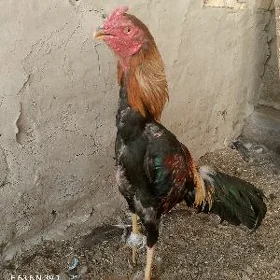 horaz