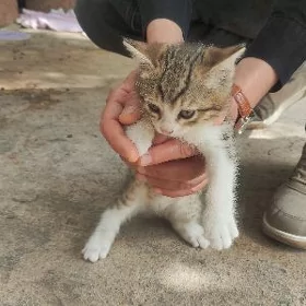 Котята Девочки