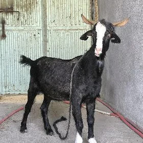 Geçi