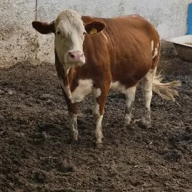 Simmental sygyr
