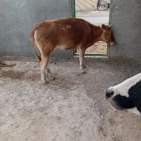 tüwe