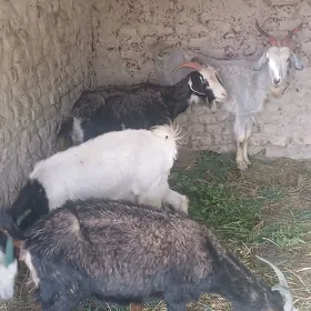 ekiz owlakli geci goyun