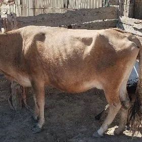 Goleli sygyr