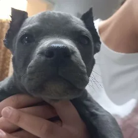 pitbull