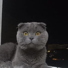 шотландский кот