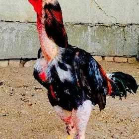 horaz