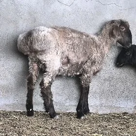 işşek