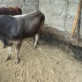 tohum oküz