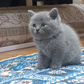 котята