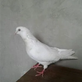 Kepderi
