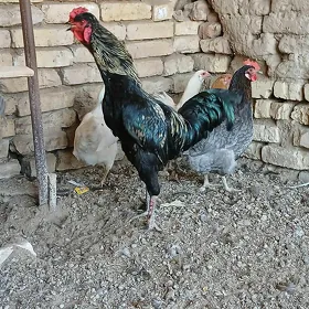 Horaz