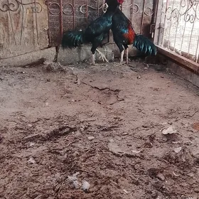 баес жуже