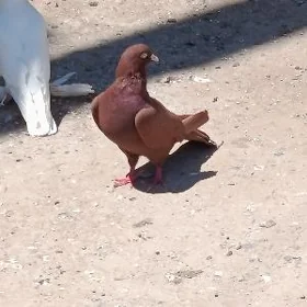 кепдер