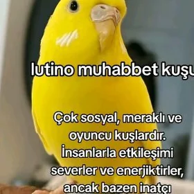 guslar