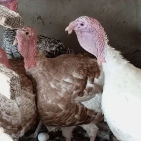 eyran poroda induk