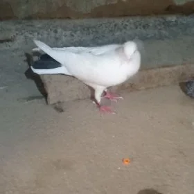 kepderi