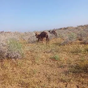 iki yasap gecen erkek duye