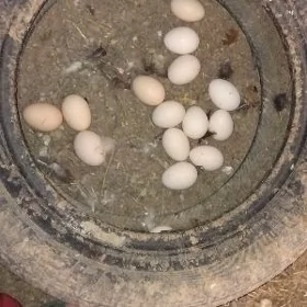 yumrtga
