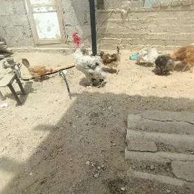 Horaz beyik