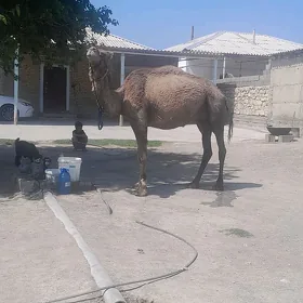 köşekli düýe.