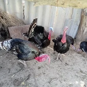 İnduk Hindiguş