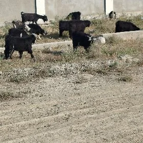 çewiş