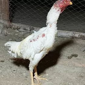 horoz