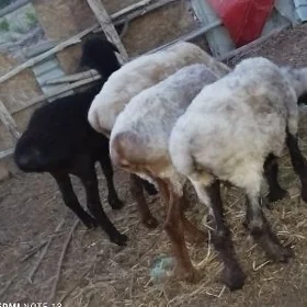 guyunlar