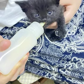 котенок