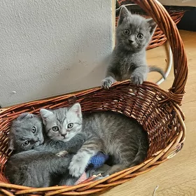 шотландские котята