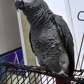 jako